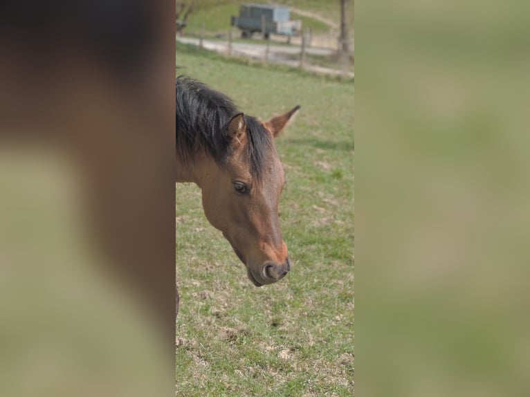 American Quarter Horse Hengst 1 Jaar 146 cm Falbe in Kirchberg