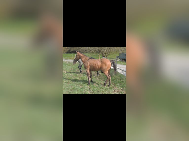 American Quarter Horse Hengst 1 Jaar 146 cm Falbe in Kirchberg
