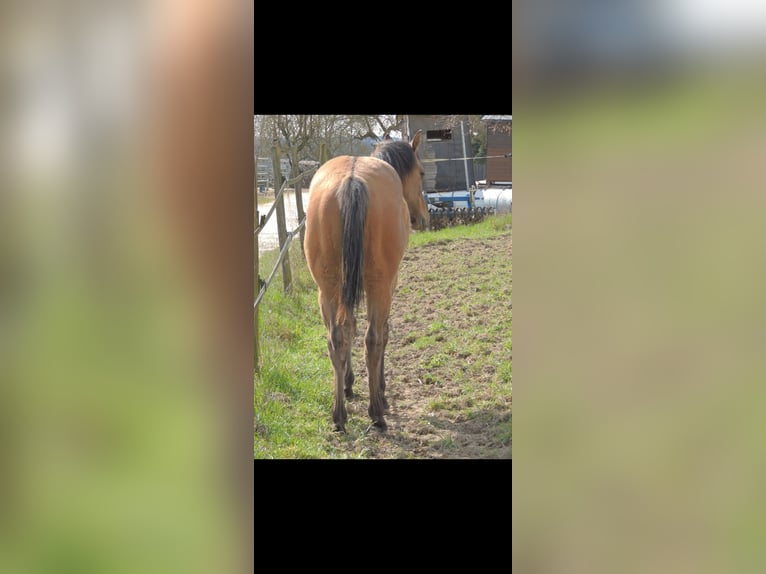 American Quarter Horse Hengst 1 Jaar 146 cm Falbe in Kirchberg