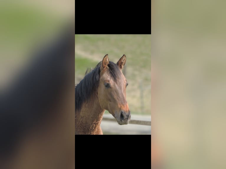 American Quarter Horse Hengst 1 Jaar 146 cm Falbe in Kirchberg