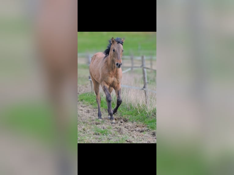 American Quarter Horse Hengst 1 Jaar 146 cm Falbe in Kirchberg