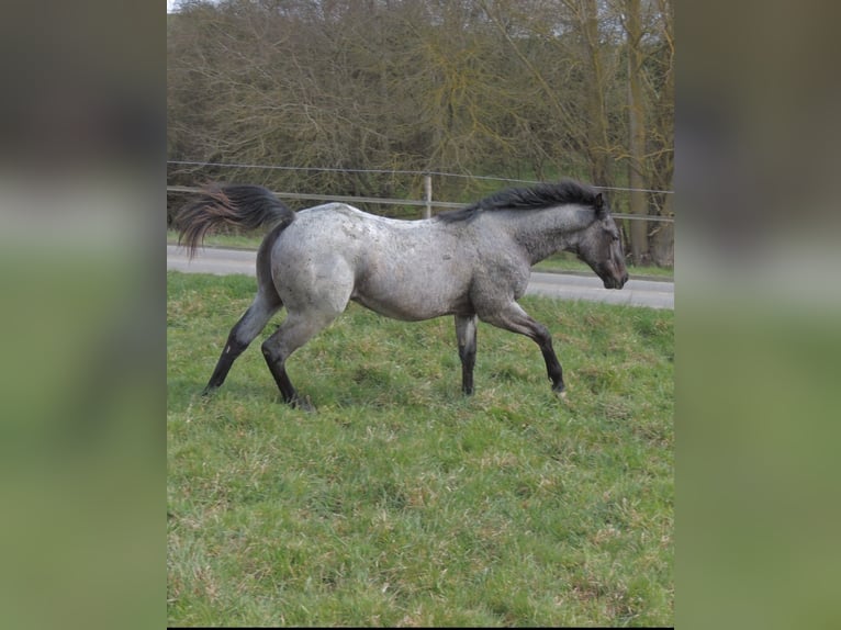 American Quarter Horse Hengst 1 Jaar 146 cm Roan-Blue in Kirchberg