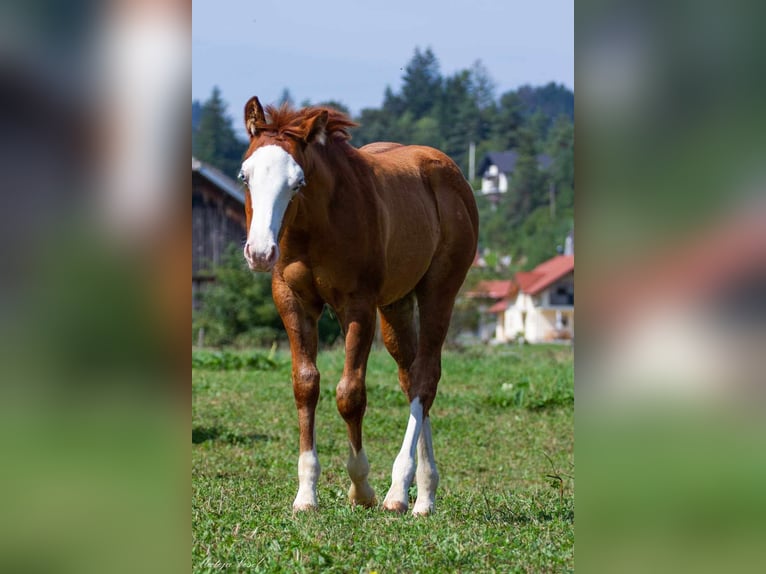 American Quarter Horse Hengst 1 Jaar 147 cm Donkerbruin in SODRAZICA