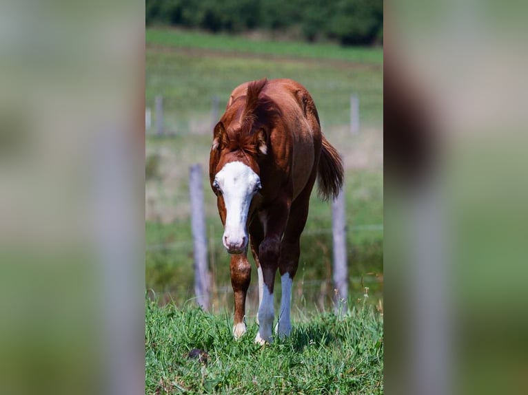 American Quarter Horse Hengst 1 Jaar 147 cm Donkerbruin in SODRAZICA