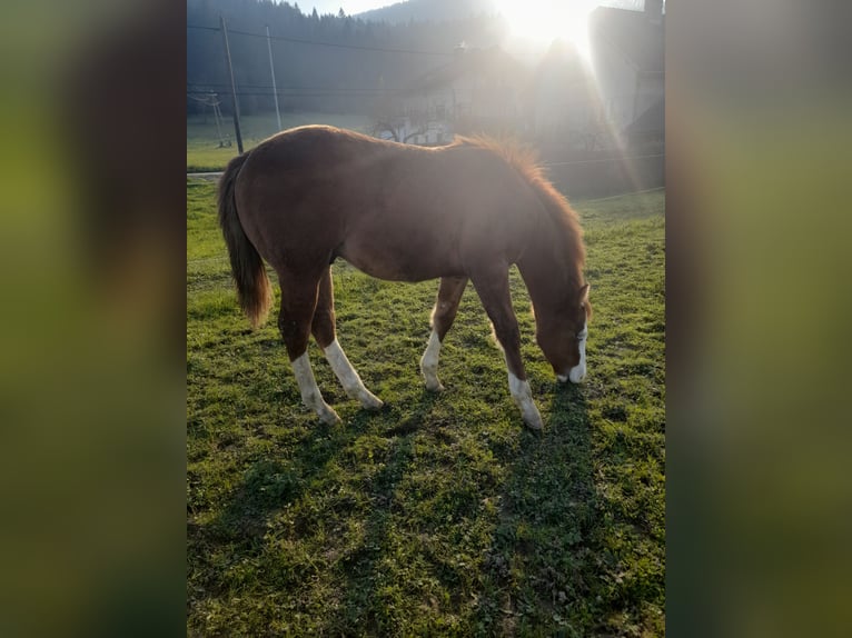 American Quarter Horse Hengst 1 Jaar 147 cm Donkerbruin in SODRAZICA