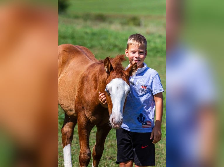 American Quarter Horse Hengst 1 Jaar 147 cm Donkerbruin in SODRAZICA