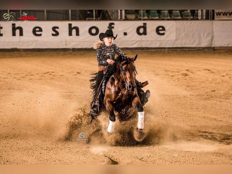 American Quarter Horse Hengst 1 Jaar 147 cm Donkerbruin in Erbendorf