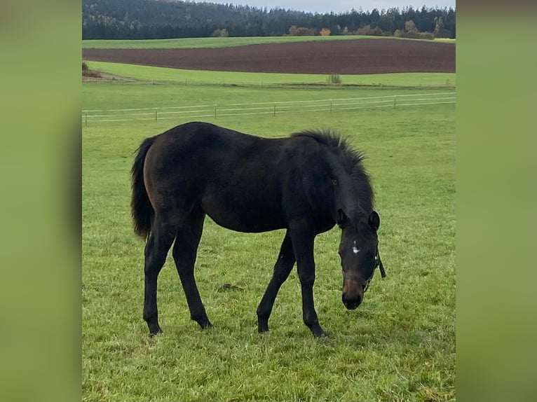 American Quarter Horse Hengst 1 Jaar 147 cm Donkerbruin in Erbendorf