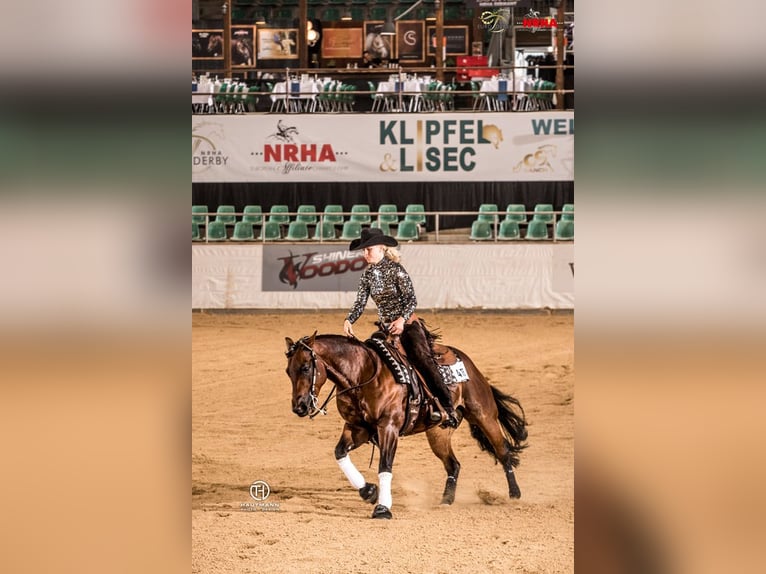 American Quarter Horse Hengst 1 Jaar 147 cm Donkerbruin in Erbendorf