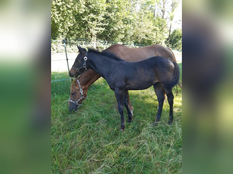 American Quarter Horse Hengst 1 Jaar 147 cm Donkerbruin in Erbendorf