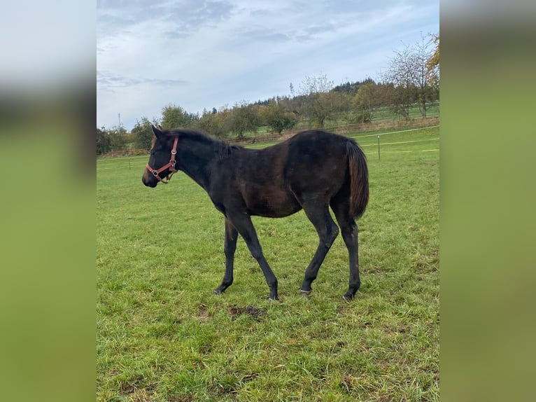 American Quarter Horse Hengst 1 Jaar 147 cm Donkerbruin in Erbendorf