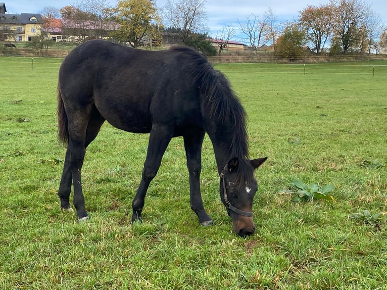 American Quarter Horse Hengst 1 Jaar 147 cm Donkerbruin in Erbendorf