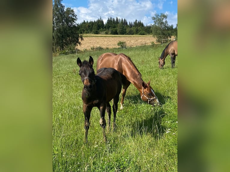 American Quarter Horse Hengst 1 Jaar 147 cm Donkerbruin in Erbendorf