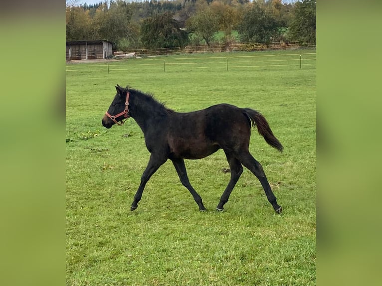 American Quarter Horse Hengst 1 Jaar 147 cm Donkerbruin in Erbendorf