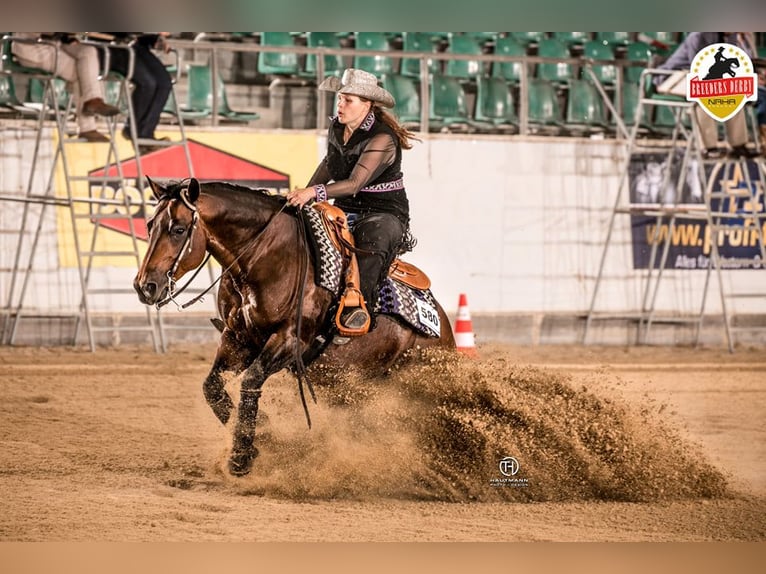 American Quarter Horse Hengst 1 Jaar 147 cm Donkerbruin in Erbendorf