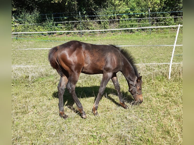 American Quarter Horse Hengst 1 Jaar 147 cm Donkerbruin in Erbendorf