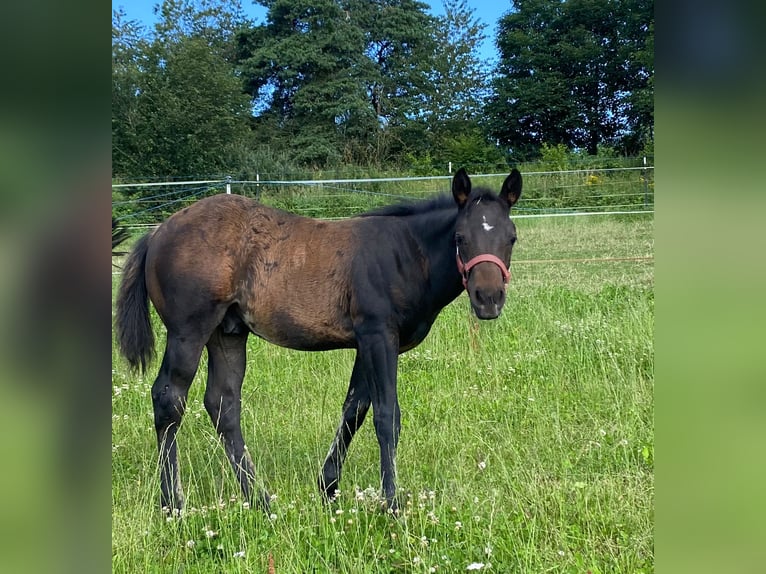 American Quarter Horse Hengst 1 Jaar 147 cm Donkerbruin in Erbendorf