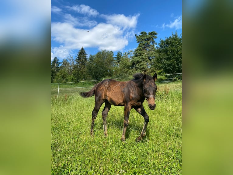 American Quarter Horse Hengst 1 Jaar 147 cm Donkerbruin in Erbendorf