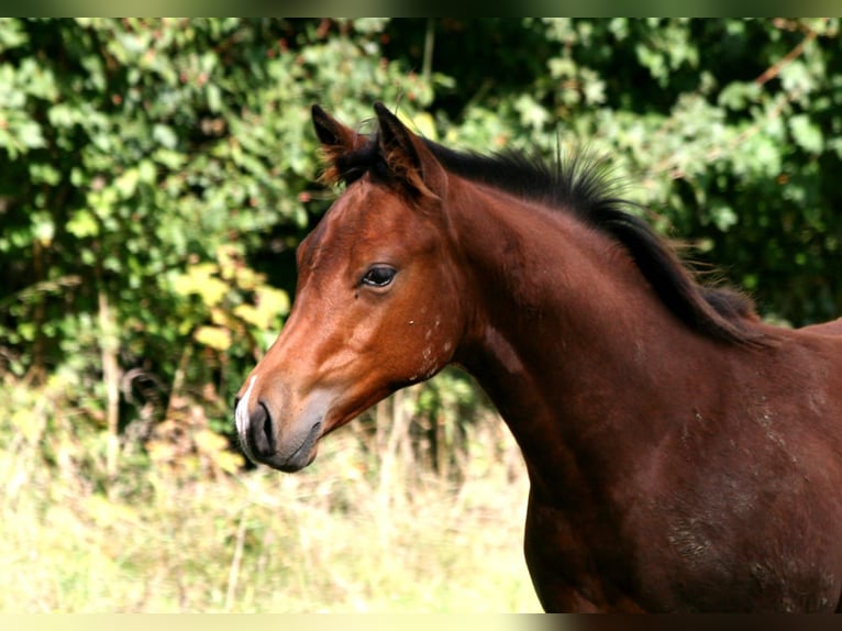 American Quarter Horse Hengst 1 Jaar 148 cm Brauner in Bonn