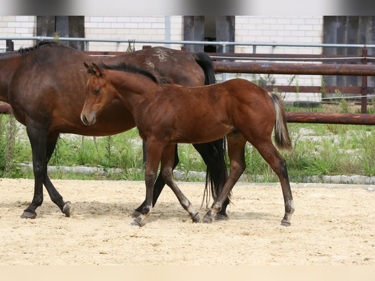 American Quarter Horse Hengst 1 Jaar 148 cm Brauner in Bonn