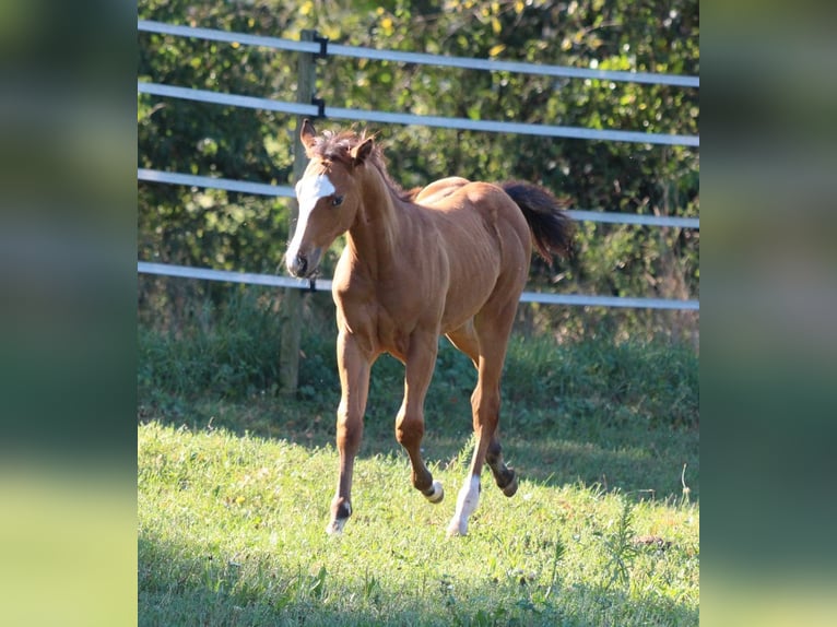 American Quarter Horse Hengst 1 Jaar 148 cm Bruin in Waldshut-Tiengen