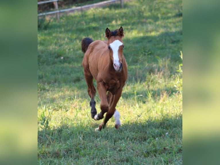 American Quarter Horse Hengst 1 Jaar 148 cm Bruin in Waldshut-Tiengen