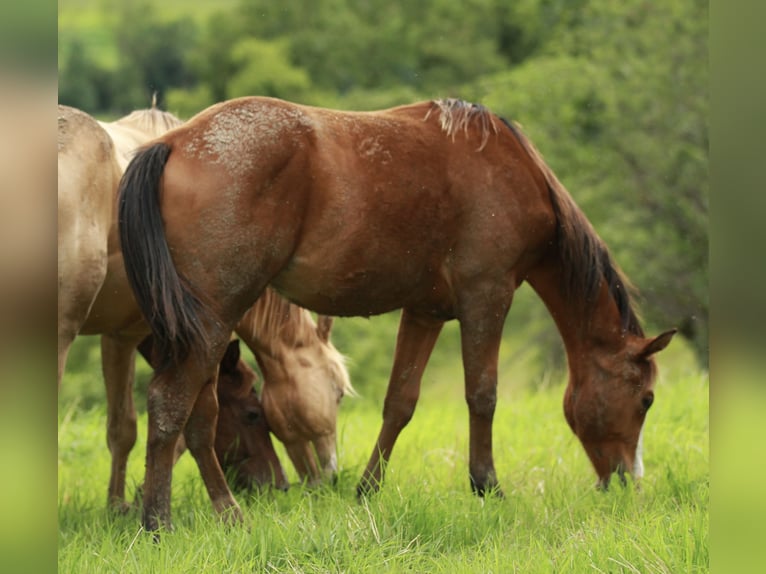 American Quarter Horse Hengst 1 Jaar 148 cm Bruin in Waldshut-Tiengen