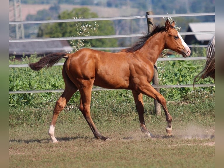 American Quarter Horse Hengst 1 Jaar 148 cm Bruin in Waldshut-Tiengen