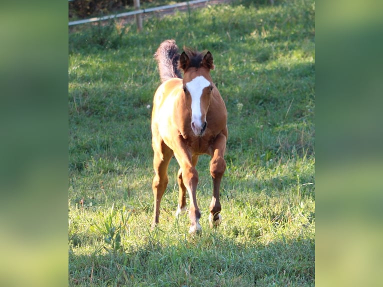 American Quarter Horse Hengst 1 Jaar 148 cm Bruin in Waldshut-Tiengen