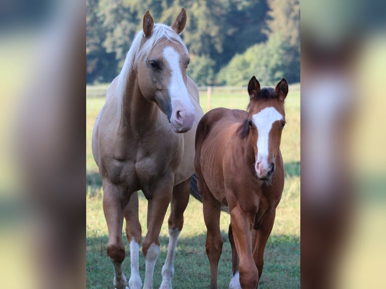 American Quarter Horse Hengst 1 Jaar 148 cm Bruin in Waldshut-Tiengen