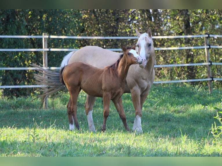 American Quarter Horse Hengst 1 Jaar 148 cm Bruin in Waldshut-Tiengen