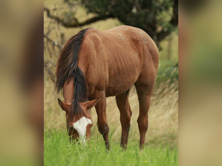 American Quarter Horse Hengst 1 Jaar 148 cm Bruin in Waldshut-Tiengen