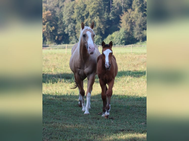 American Quarter Horse Hengst 1 Jaar 148 cm Bruin in Waldshut-Tiengen