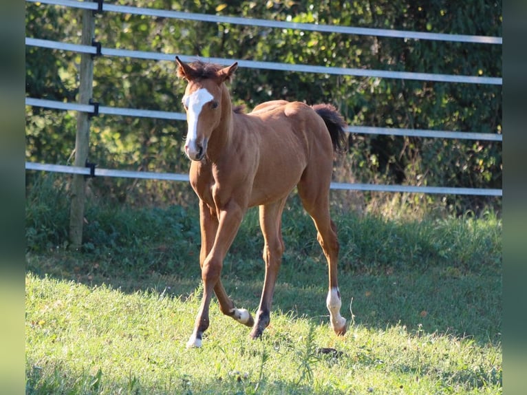 American Quarter Horse Hengst 1 Jaar 148 cm Bruin in Waldshut-Tiengen