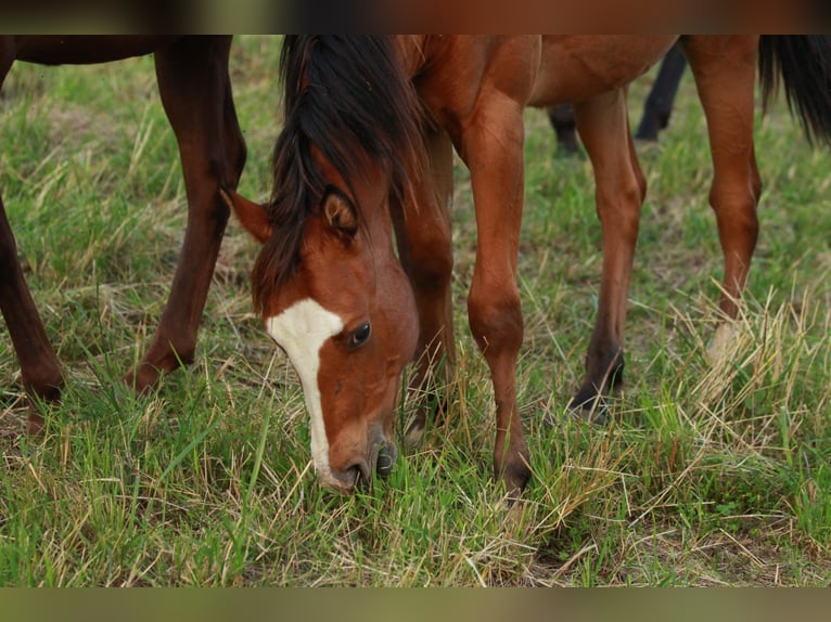 American Quarter Horse Hengst 1 Jaar 148 cm Bruin in Waldshut-Tiengen