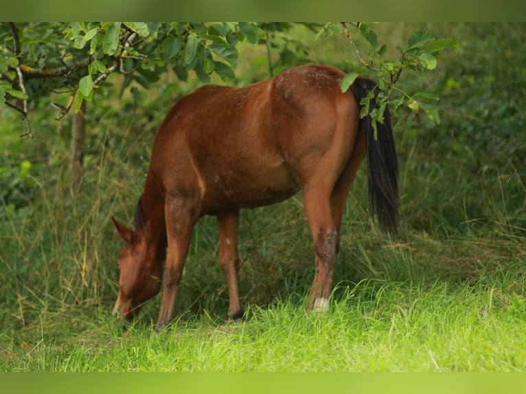 American Quarter Horse Hengst 1 Jaar 148 cm Bruin in Waldshut-Tiengen