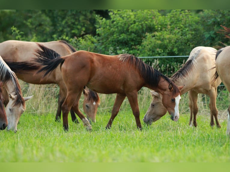 American Quarter Horse Hengst 1 Jaar 148 cm Bruin in Waldshut-Tiengen