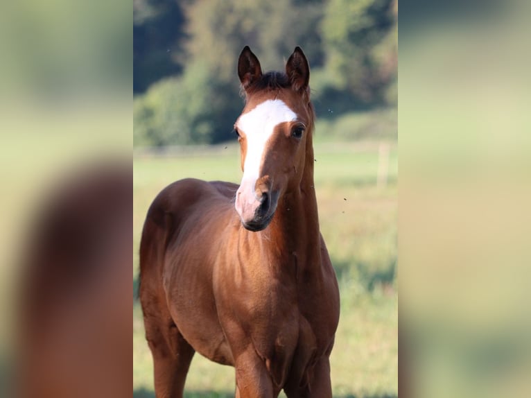 American Quarter Horse Hengst 1 Jaar 148 cm Bruin in Waldshut-Tiengen