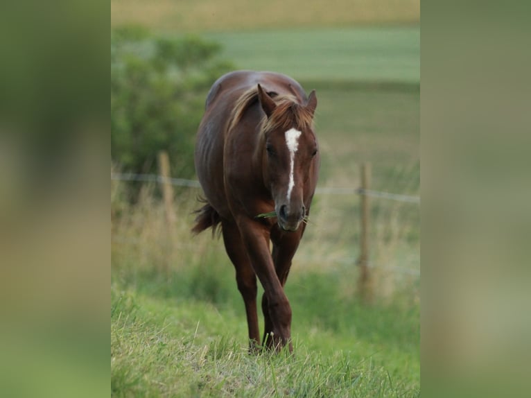 American Quarter Horse Hengst 1 Jaar 148 cm Donkere-vos in Waldshut-Tiengen