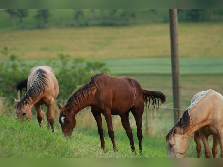 American Quarter Horse Hengst 1 Jaar 148 cm Donkere-vos in Waldshut-Tiengen