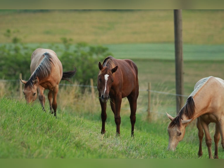 American Quarter Horse Hengst 1 Jaar 148 cm Donkere-vos in Waldshut-Tiengen