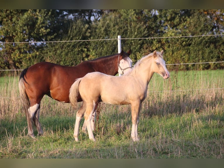 American Quarter Horse Hengst 1 Jaar 148 cm Palomino in Haren