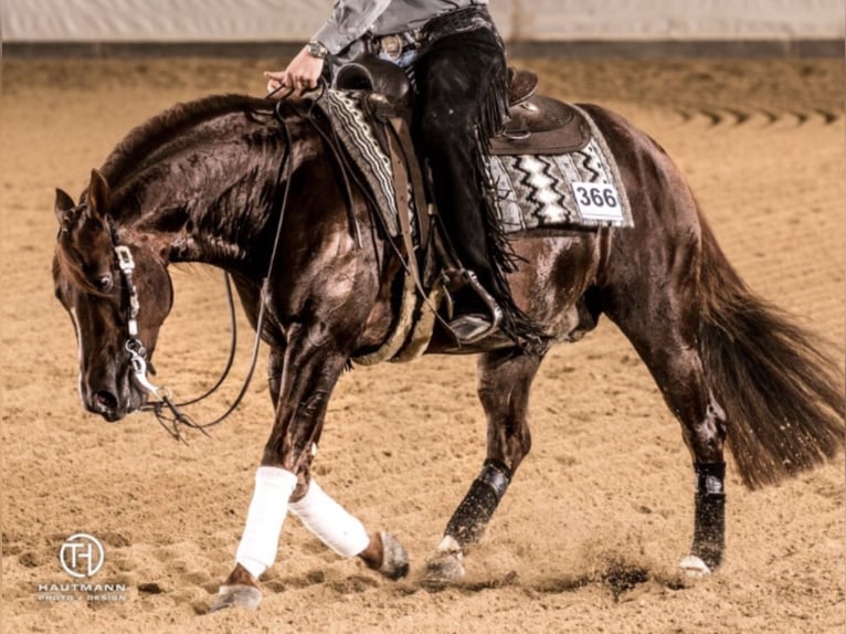 American Quarter Horse Hengst 1 Jaar 148 cm Palomino in Rosenfeld