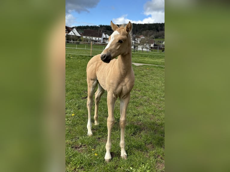 American Quarter Horse Hengst 1 Jaar 148 cm Palomino in Rosenfeld