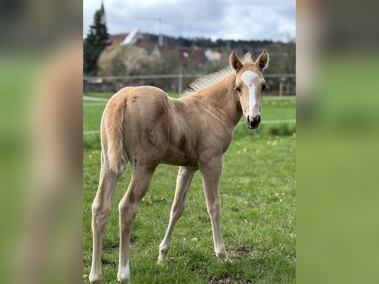 American Quarter Horse Hengst 1 Jaar 148 cm Palomino in Rosenfeld