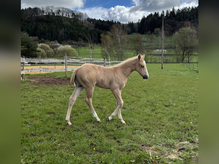 American Quarter Horse Hengst 1 Jaar 148 cm Palomino in Rosenfeld