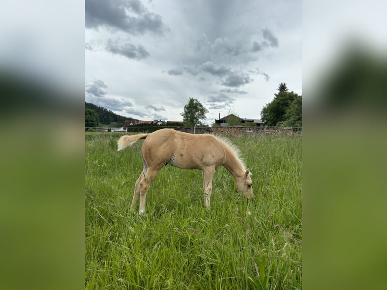 American Quarter Horse Hengst 1 Jaar 148 cm Palomino in Rosenfeld