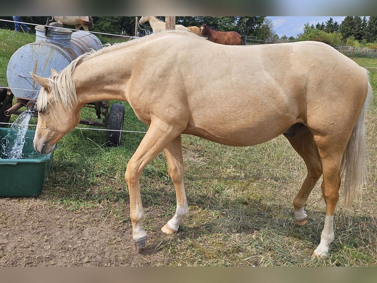 American Quarter Horse Hengst 1 Jaar 148 cm Palomino in M&#xFC;glitztal