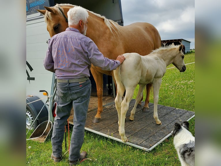 American Quarter Horse Hengst 1 Jaar 148 cm Palomino in Müglitztal