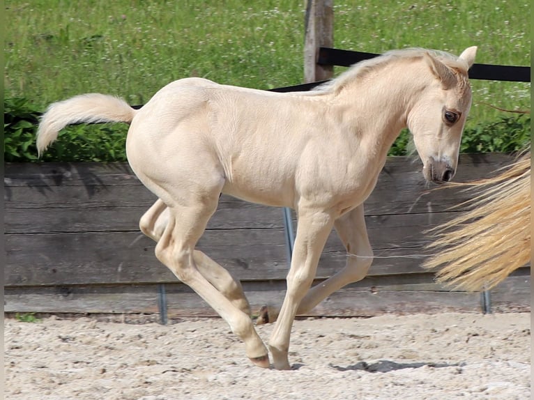 American Quarter Horse Hengst 1 Jaar 148 cm Palomino in Müglitztal